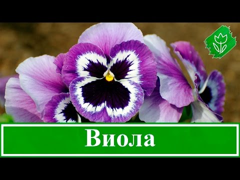 Виола (анютины глазки, фиалка трехцветная)