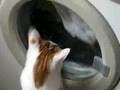 Cat Likes Washing Machine