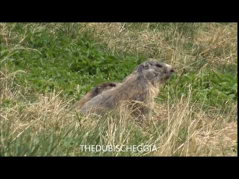 2 MARMOTTE DI SENTINELLA IN VALLE STURA (CN) DOM. 28 - 7 - 2019