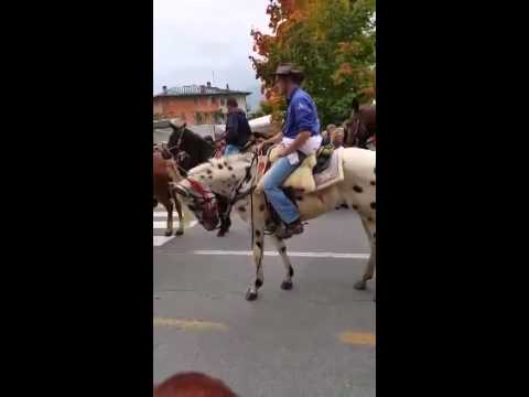 San luca 2014 demonte