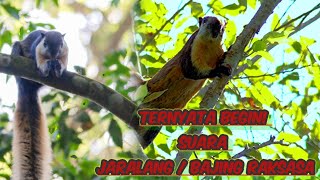Download lagu SUARA JARALANG / JELARANG SI TUPAI RAKSASA mp3