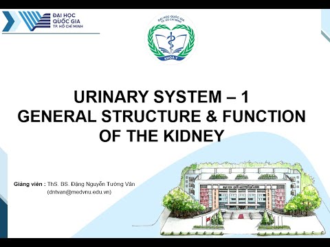 Sinh lý tiết niệu 1 - Tổng quan cấu truc e chức năng thận