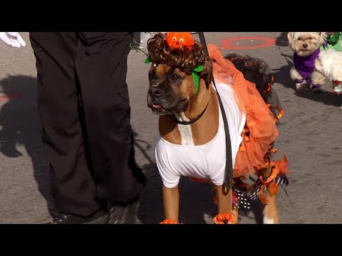 Pets And Pumpkins Returns To Springfield