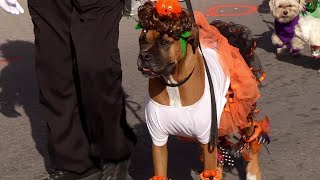Pets and Pumpkins returns to Springfield