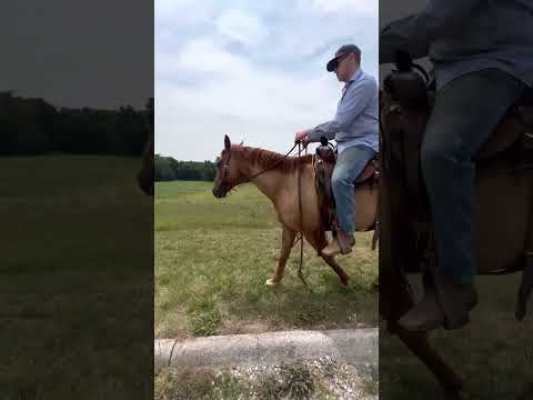 TSP LOT - LUKE - 11 YO - 14.2 H - $2200