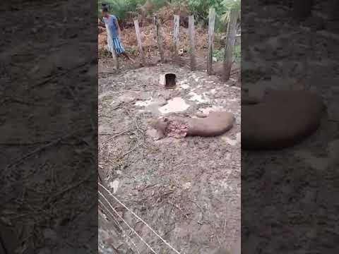 onça pega porco na região da serra da onça una Bahia