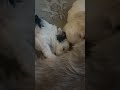 Malshi dogs for sale: Joy - Video 1