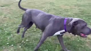 Video preview image #1 American Pit Bull Terrier-Labrador Retriever Mix Puppy For Sale in Holly Springs, NC, USA