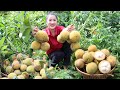 Santol Fruit Harvesting And Cooking Yummy Roasted Chicken Cooking With Sreypov