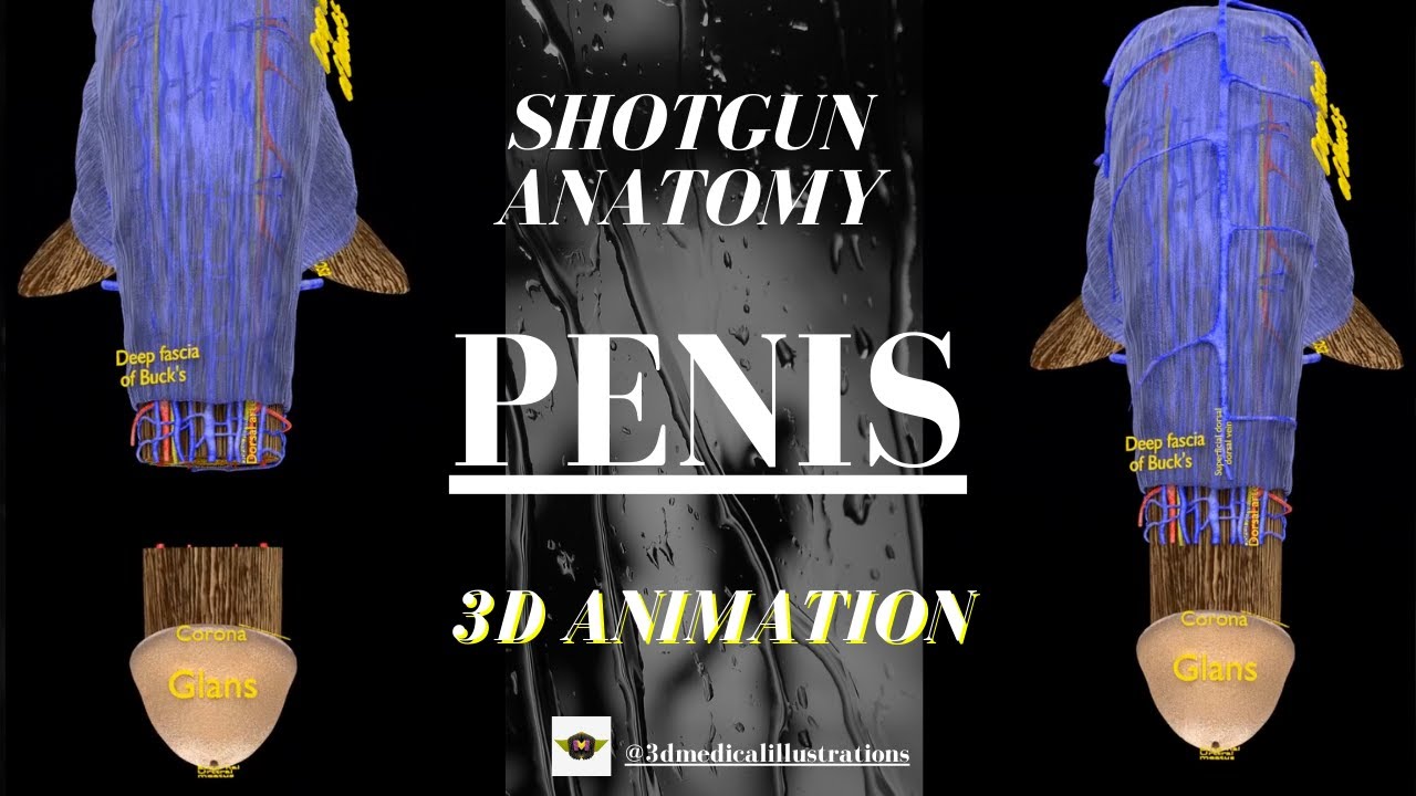Penis complete anatomy histology layers cut section 3D Model