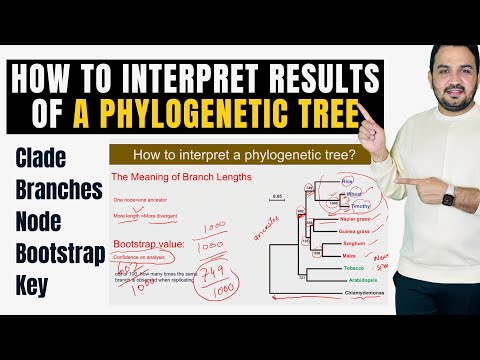 How to interpret and understand the results of a phylogenetic tree?