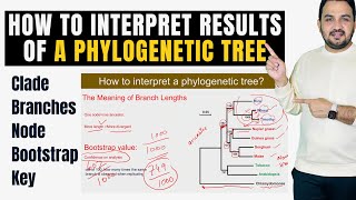 How to interpret and understand the results of a phylogenetic tree