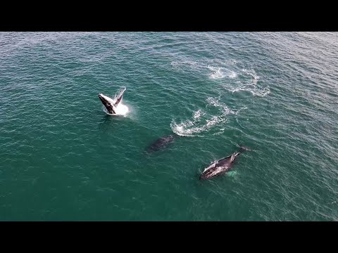 O espetáculo das baleias Jubarte em Arraial do Cabo: temporada de avistamento vai de junho a agosto
