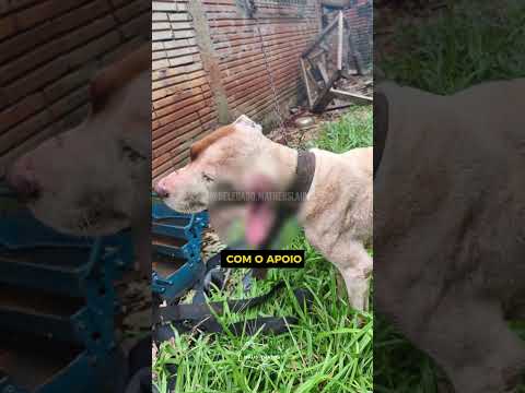 DOIS CÃES SÃO RESGATADOS EM DOIS VIZINHOS!