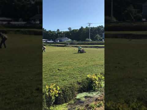 Dry harvesting of cranberries in Carver, MA #harvest #cranberries #cranberry #umassamherst #umass