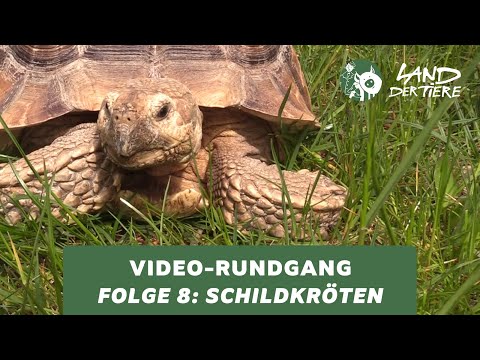 Land der Tiere-Video-Rundgang – Folge 8: Bei den Schildkröten 🐢💚