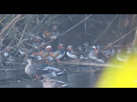 オシドリMOVIE 211128AM