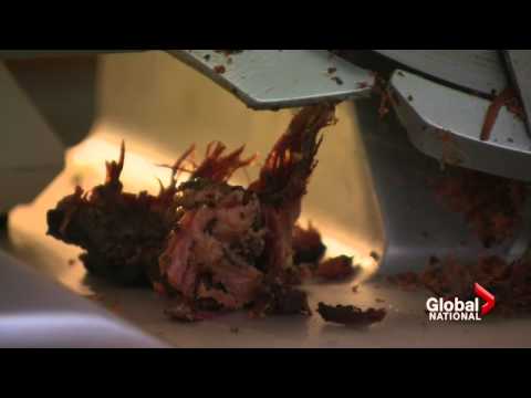 Poutine competition experiments with a classic Canadian food dish