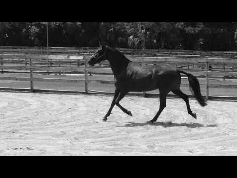 DIOSA DEL SOL MARCH 2021 VIDEO