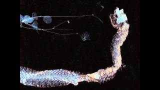 Tenhi - Sarastuskävijä (Frail)