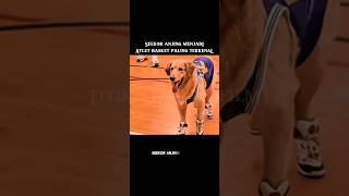 Download lagu A dog becomes the most famous basketball athlete #filmstoryline #film mp3 Download lagu A dog becomes the most famous basketball athlete #filmstoryline #film mp3