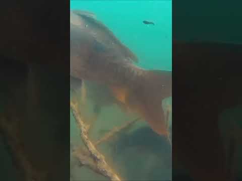 Mirror Carp UnderWater. #carp #fishing #underwater
