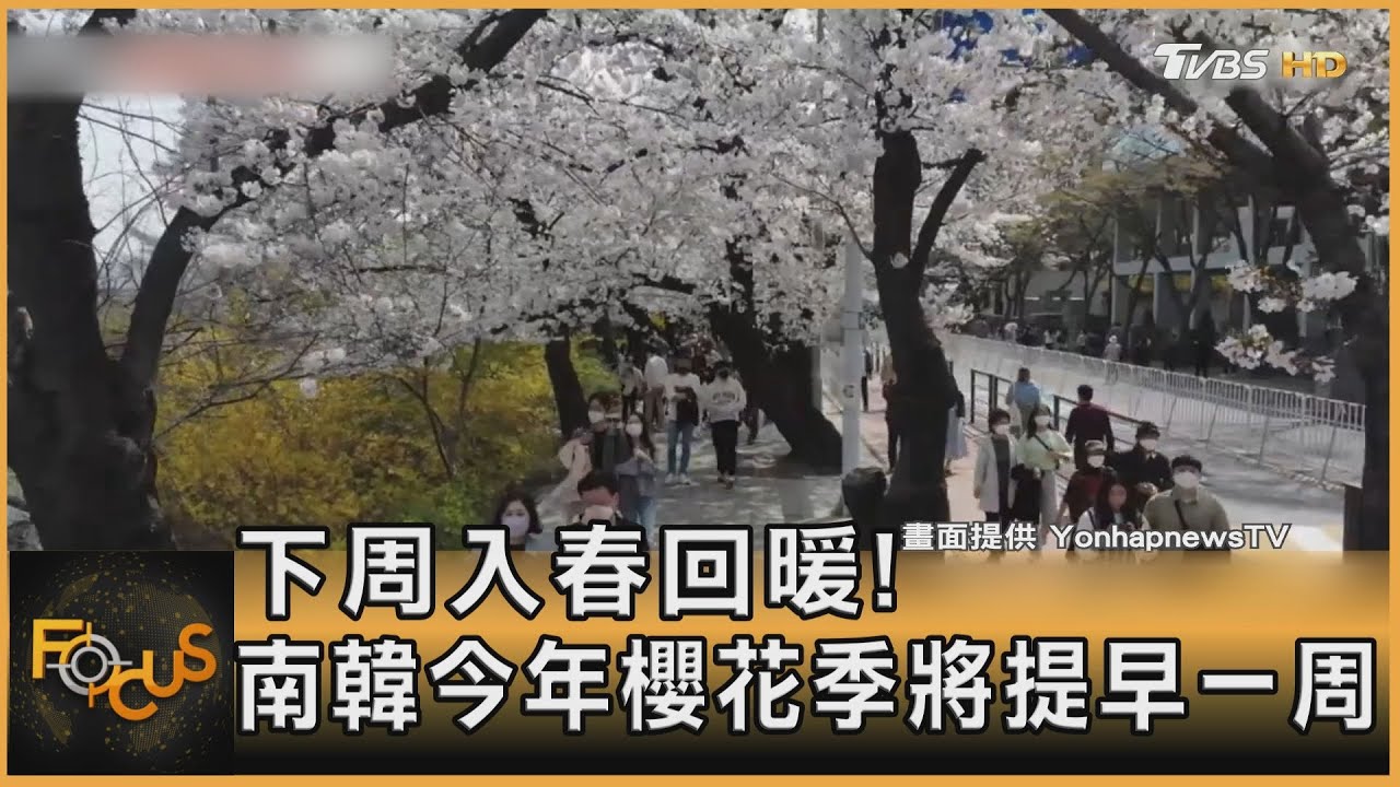 下周入春回暖！南韓今年櫻花季將提早一周
