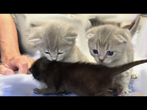 Mommy Cat Gives Kittens To Dad, Who Gets All Different Colors