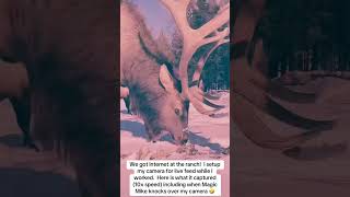 Live Feed Animal Cam Elk #animallife #livestream