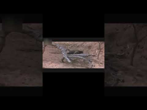 Crazy 🙉drunk🙈 monkey's 🐒 Super Funny video