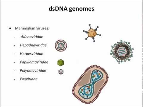 Virology 2013 Lecture #3 - Genomes and genetics