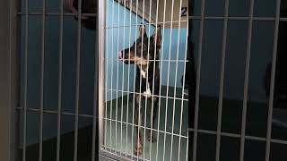 Video preview image #1 German Shepherd Dog-Unknown Mix Puppy For Sale in Pasadena, CA, USA