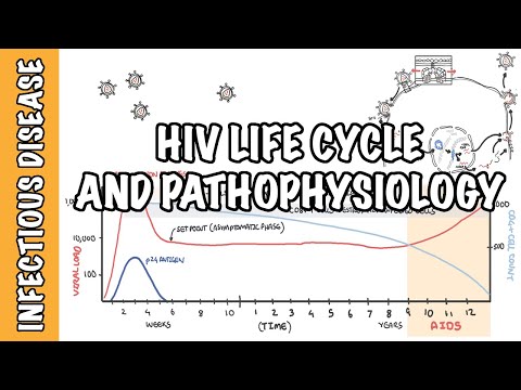 Humanes Immunschwächevirus (HIV) - Lebenszyklus, Pathophysiologie, Untersuchungen, Diagnose und AIDS