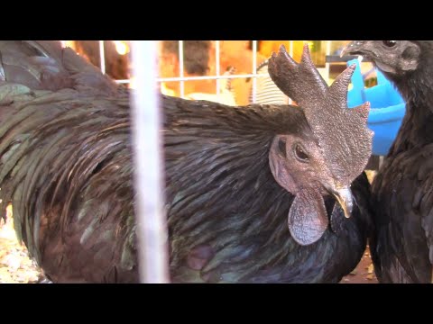 Tradate | Mostra Agricolo Zootecnica 2022