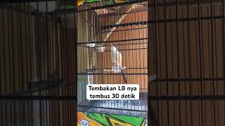 Download lagu Cendet isian lovebird panjang mp3