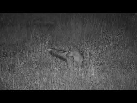 Djuma: Side-striped Jackal out hoping to find some dinner - 21:11 -  07/21/19