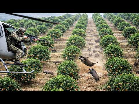 Incredible! High-speed helicopter chase after ravaging wild boars