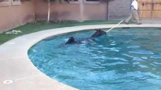 preview picture of video 'Equine Swimming at Carefree Dressage.m4v'