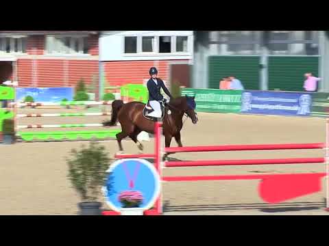 Sold Nederland 🇳🇱 Show video 9 yo amateur mare diarado’s boy x Jim town 💥💥