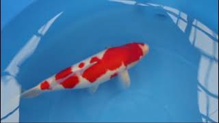 video van Kohaku KO-V24-0508