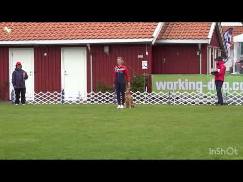 Renate Lund and golden retriever Poppi. The 2025 FCI Obedience World Championship. First day. 
