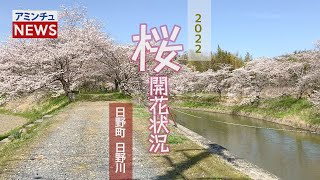 【アミンチュニュース】 桜開花状況 日野町 日野川