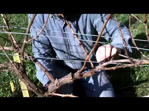 Cane Pruning Wine Grapes