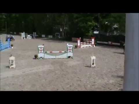 Flugel (v. Arezzo VDL x Mr. Blue)