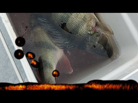 MORRILLA ISO AHVEN | GARMIN LIVESCOPE NÄKYMÄ