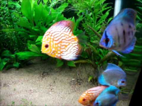 55 gallon low tech planted tank Freshwater Discus Aquarium 2011