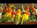 Lovebirds Mealtime September 2023 Fresh Vegetables
