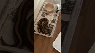 Python Reptiles Videos