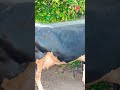 Hf Lover Shetkari Short Cow Viral Dairyfarming Gulchadi