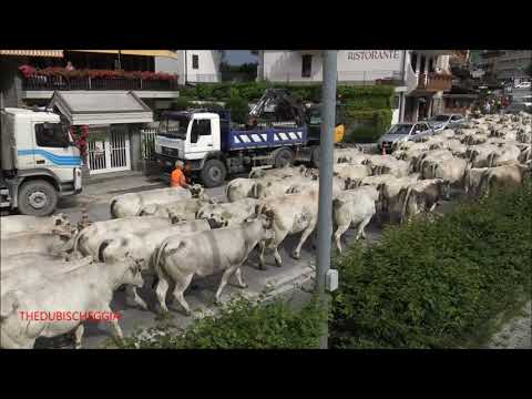 TRANSUMANZA IN TRANSITO A VERNANTE. (CN) NELLA VALLE VERMENAGNA. SAB. 19 - 6 - 2021.
